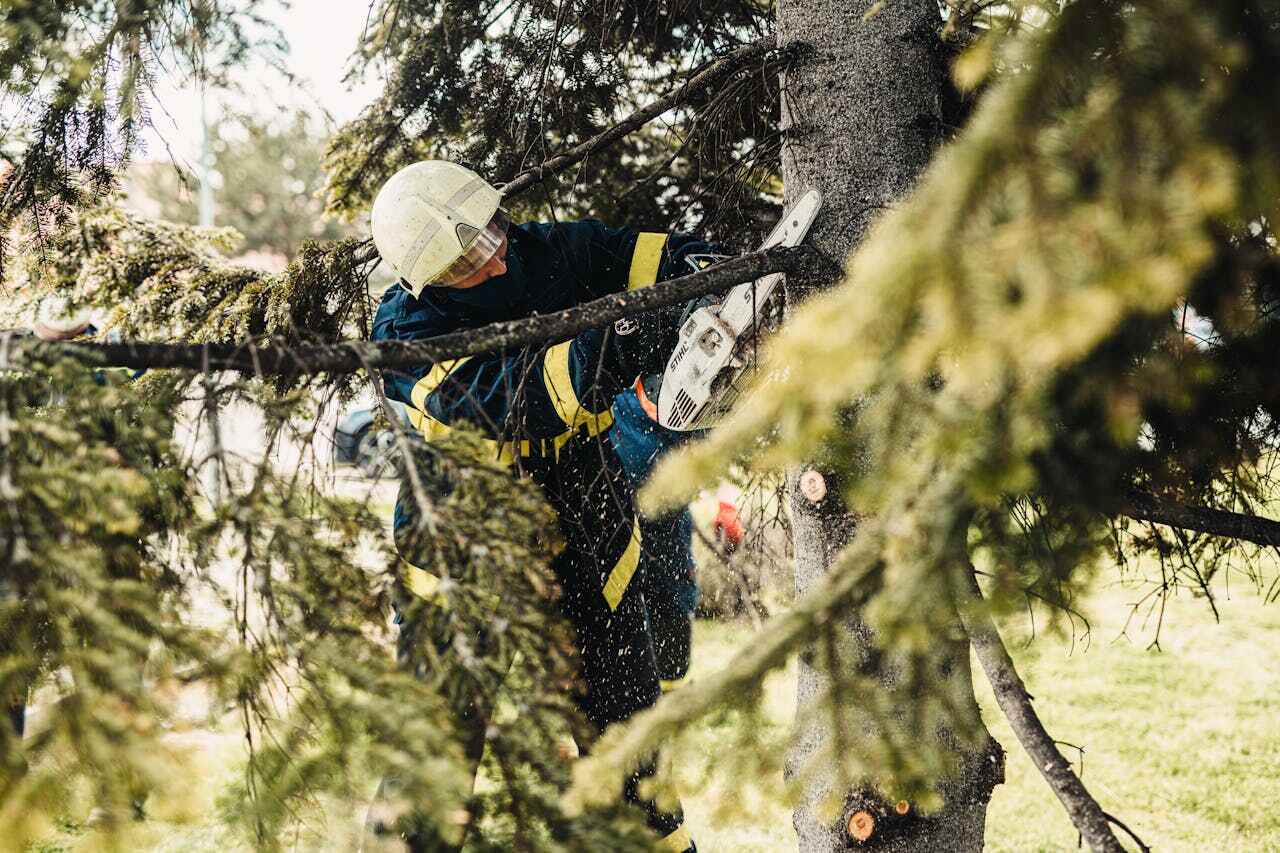 Best Arborist Services Near Me  in Towamensing Trails, PA